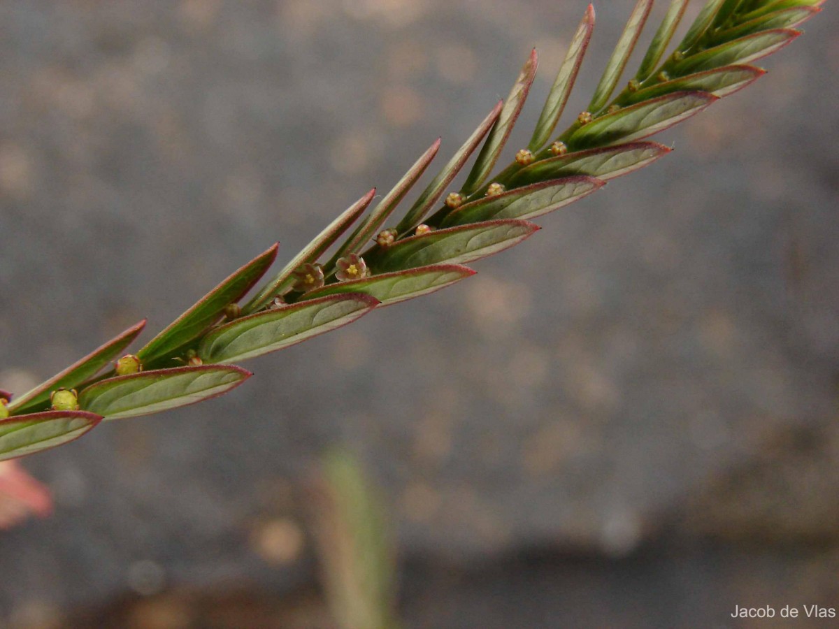 Phyllanthus urinaria L.